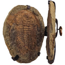 Acadoparadoxides Trilobite - Hinged Frame Wall Mount - Fossil Statement Specimen