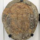 Acadoparadoxides Trilobite - Hinged Frame Wall Mount - Fossil Statement Specimen