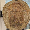 Acadoparadoxides Trilobite - Hinged Frame Wall Mount - Fossil Statement Specimen