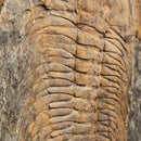 Acadoparadoxides Trilobite - Hinged Frame Wall Mount - Fossil Statement Specimen