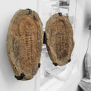 Acadoparadoxides Trilobite - Hinged Frame Wall Mount - Fossil Statement Specimen