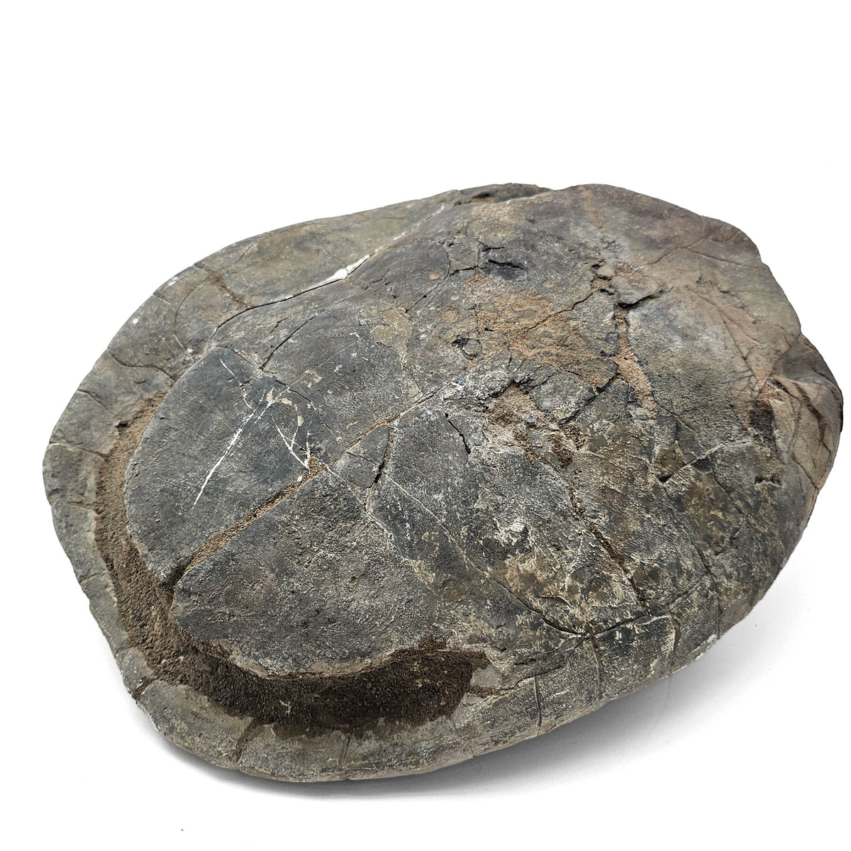 Turtle fossil specimen.