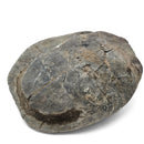 Turtle - Fossil Specimen
