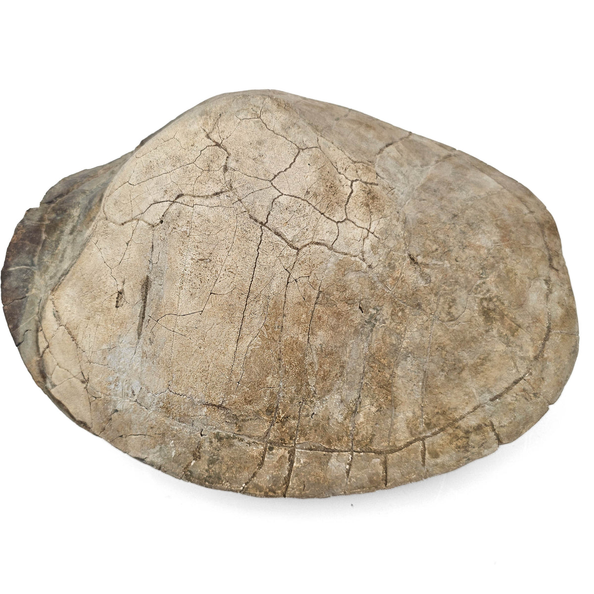 Turtle fossil specimen.