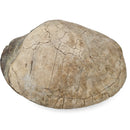 Turtle - Fossil Specimen