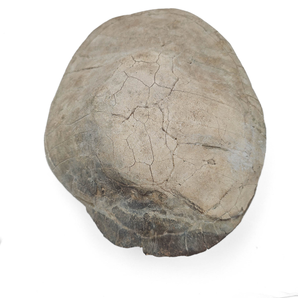 Turtle fossil specimen.