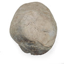 Turtle - Fossil Specimen