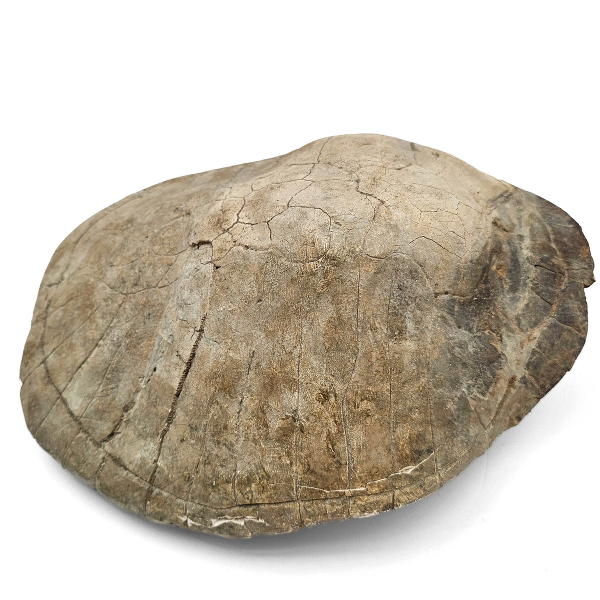 Turtle fossil specimen.
