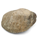 Turtle - Fossil Specimen