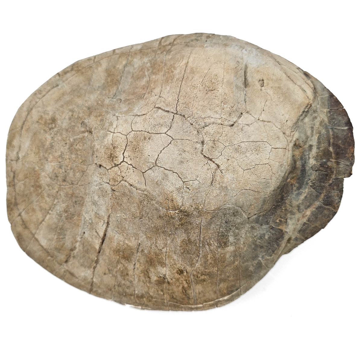 Turtle fossil specimen.