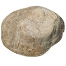 Turtle - Fossil Specimen