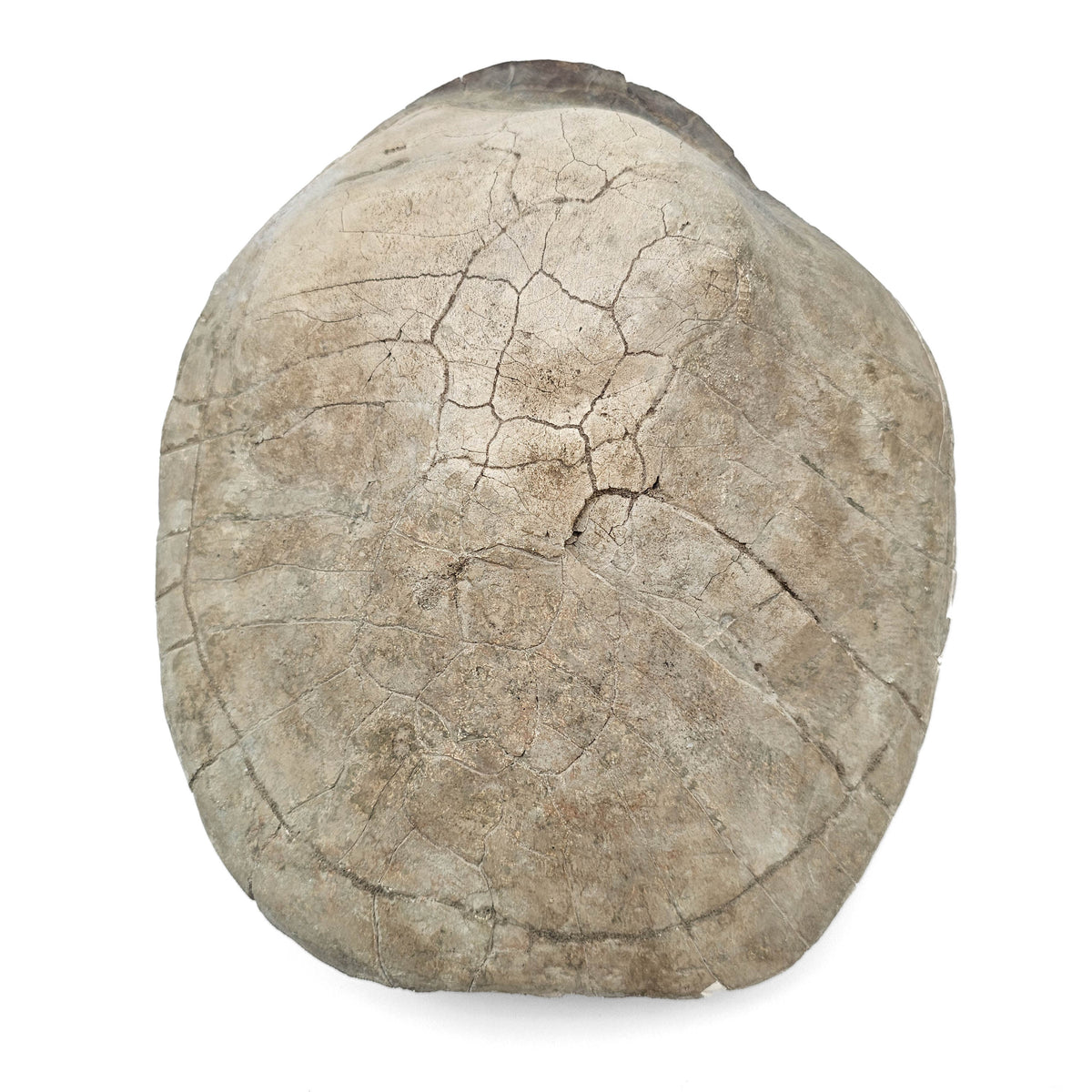 Turtle fossil specimen.