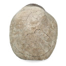 Turtle - Fossil Specimen