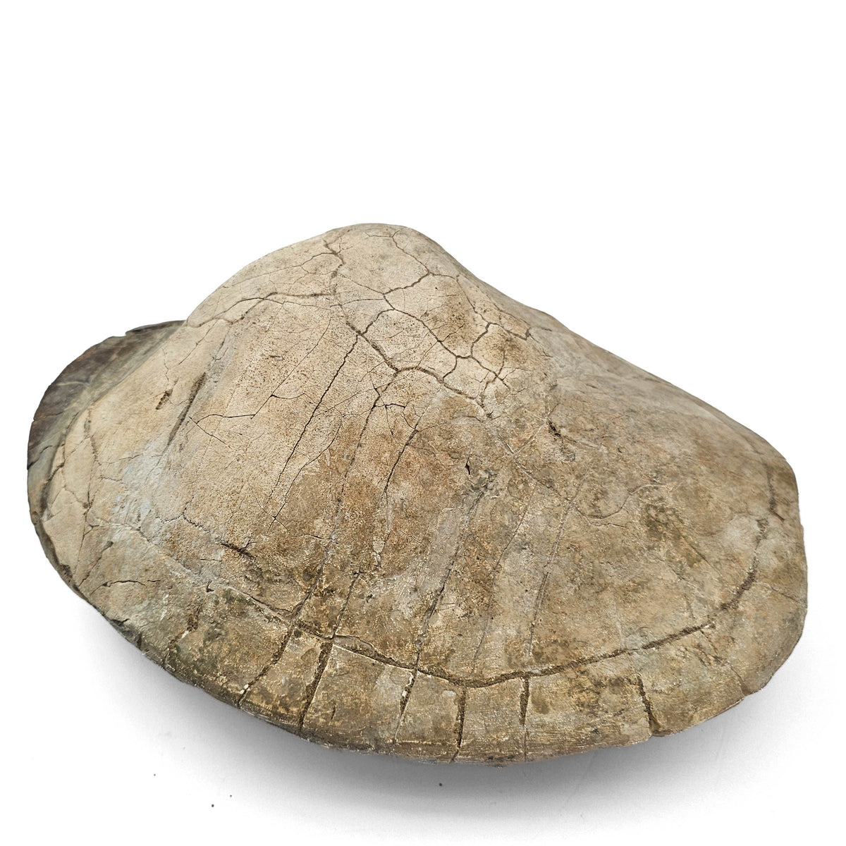 Turtle fossil specimen.