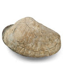 Turtle - Fossil Specimen