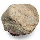 Turtle - Fossil Specimen