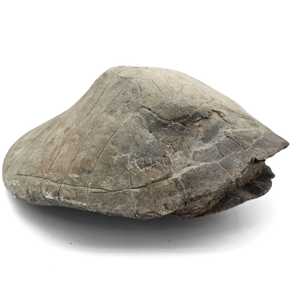 Turtle fossil specimen.