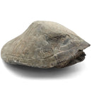 Turtle - Fossil Specimen