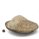 Turtle - Fossil Specimen
