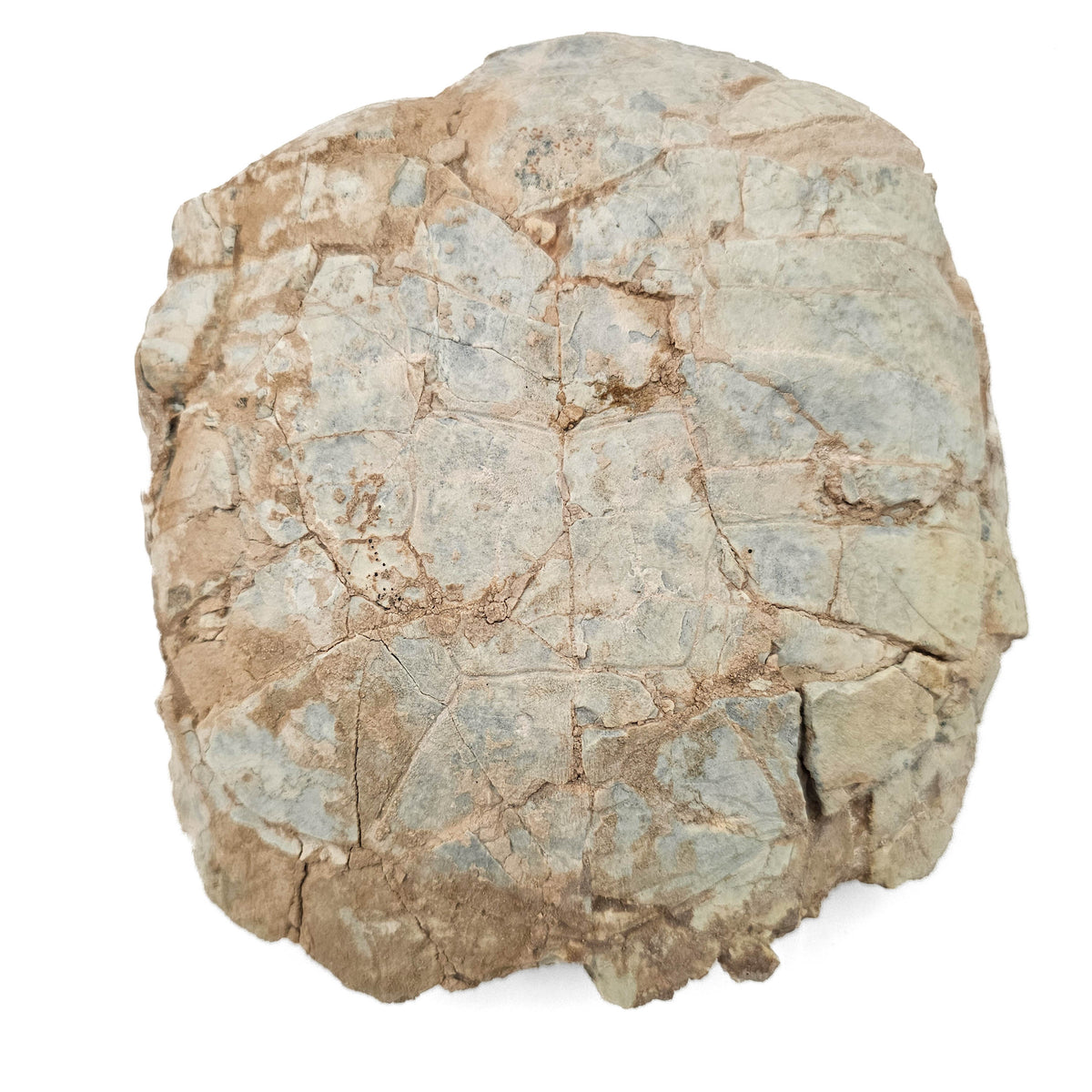 Tortoise fossil specimen.