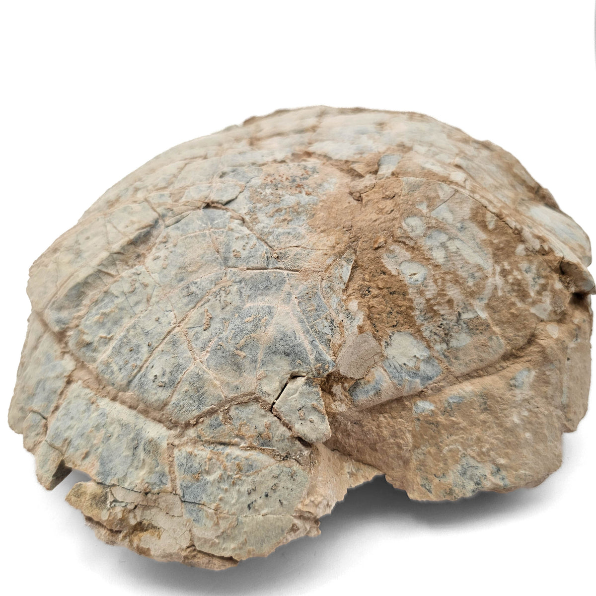 Tortoise fossil specimen.