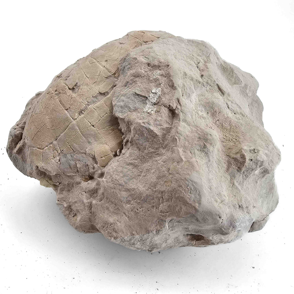 Tortoise (unworked) fossil specimen.