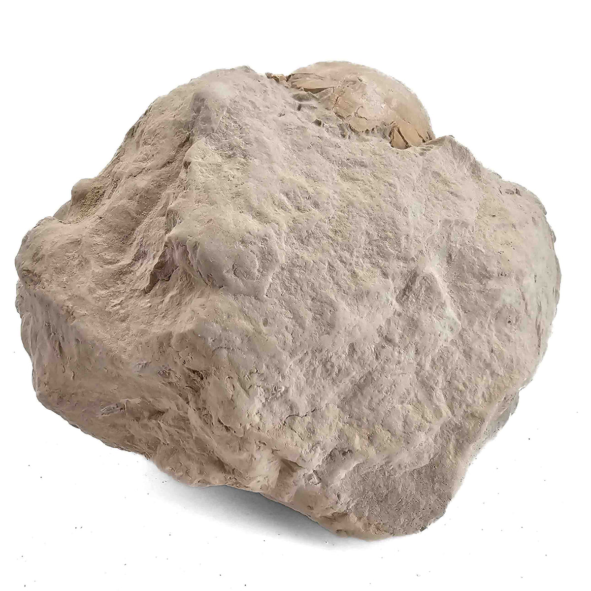 Tortoise (unworked) fossil specimen.