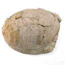 Turtle - Fossil Specimen