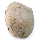 Turtle - Fossil Specimen