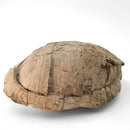 Turtle - Fossil Specimen