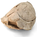 Turtle - Fossil Specimen