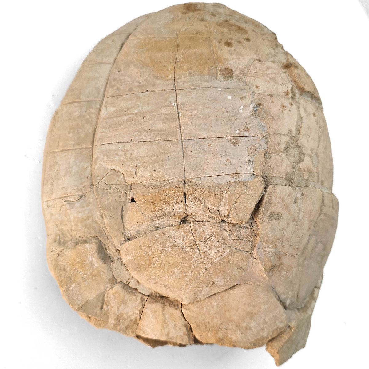 Turtle fossil specimen.
