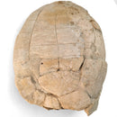Turtle - Fossil Specimen
