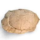 Turtle - Fossil Specimen