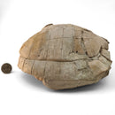 Turtle - Fossil Specimen