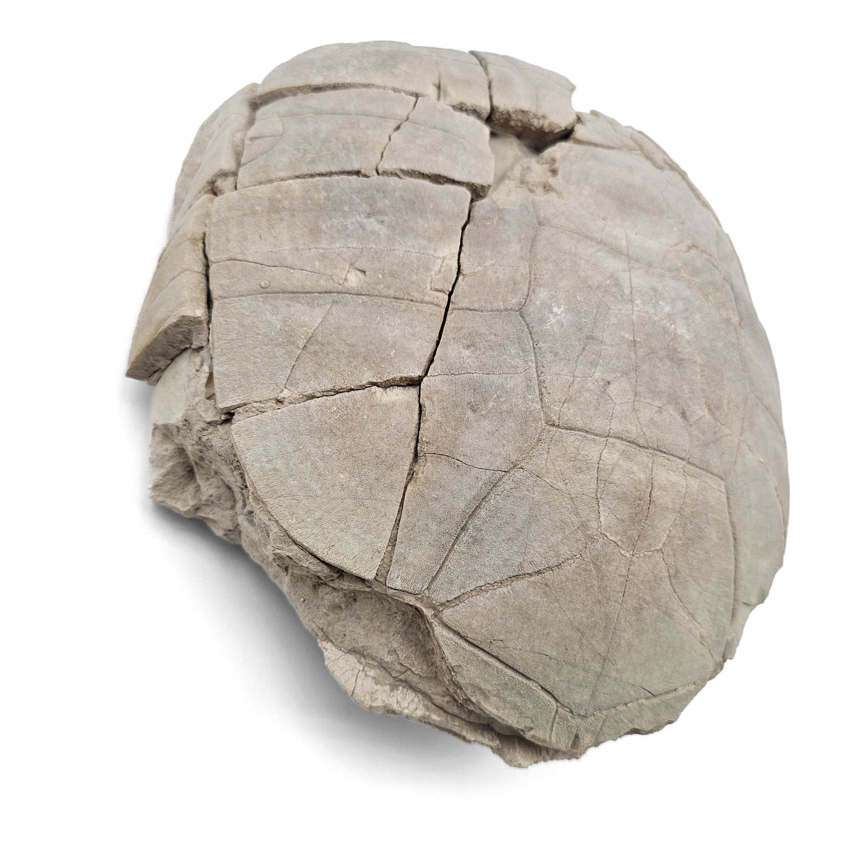 Tortoise fossil specimen from the White River Group (Brule Formation), South Dakota, USA, Early Oligocene.