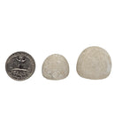 Urchin - Fossil - Germany