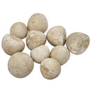 Urchin - Fossil - Germany