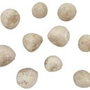 Urchin - Fossil - Germany