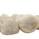 Urchin - Fossil - Germany