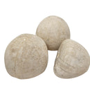 Urchin - Fossil - Germany