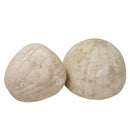 Urchin - Fossil - Germany