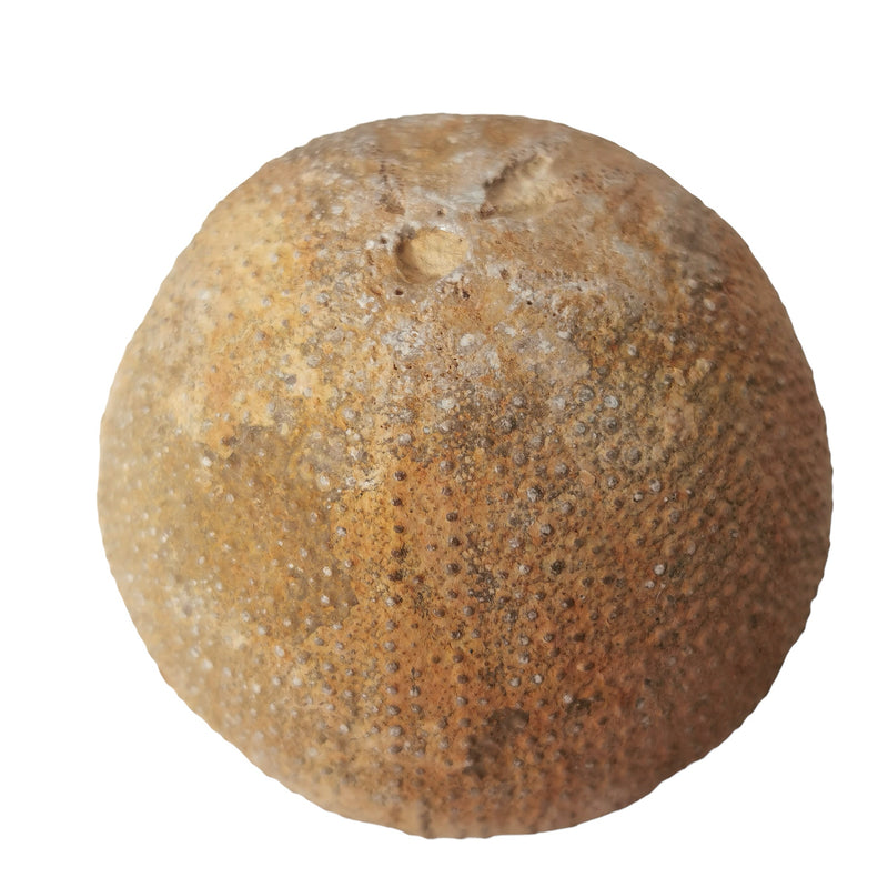 Urchin - Fossil