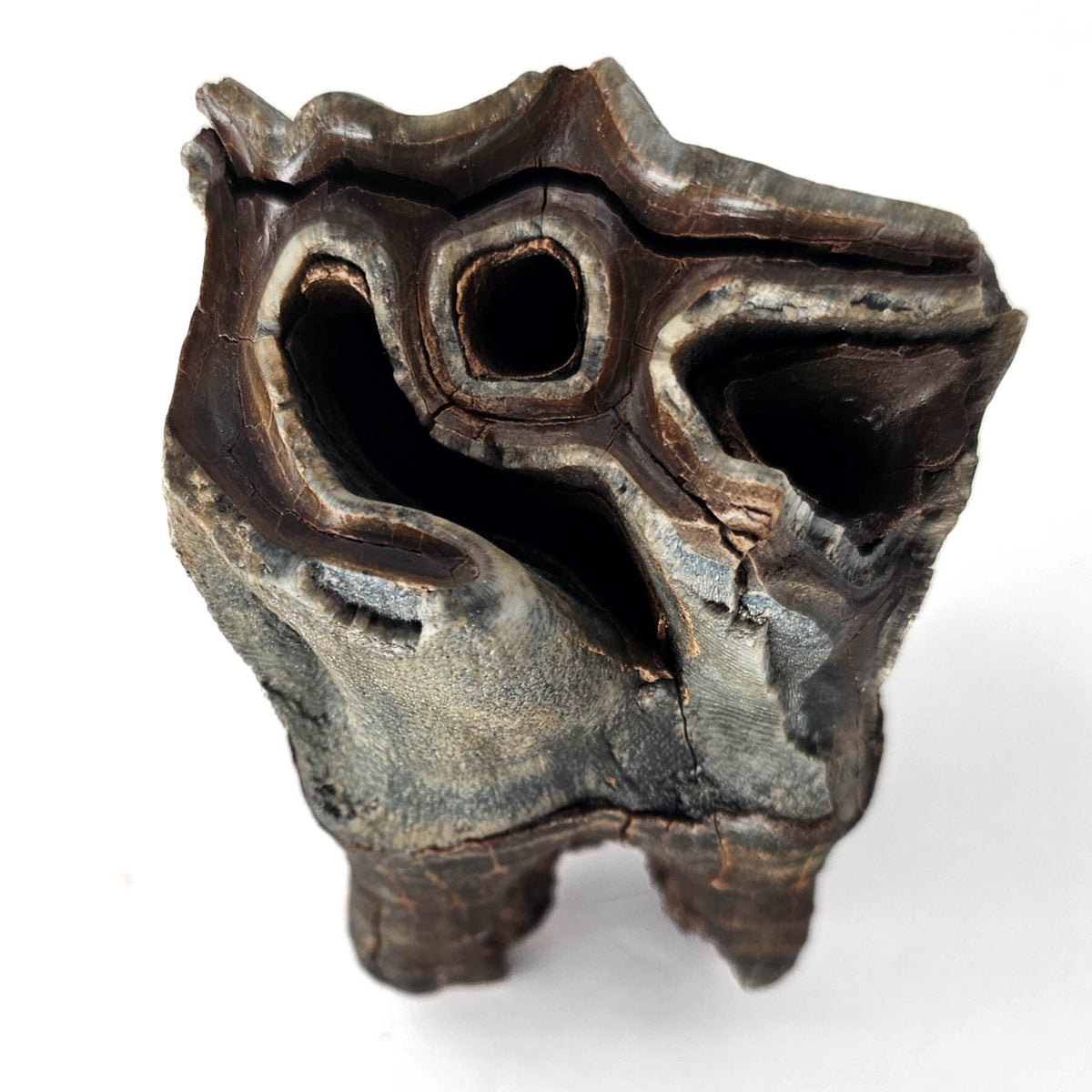 Woolly Rhino Tooth - Fossil Specimen