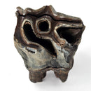 Woolly Rhino Tooth - Fossil Specimen