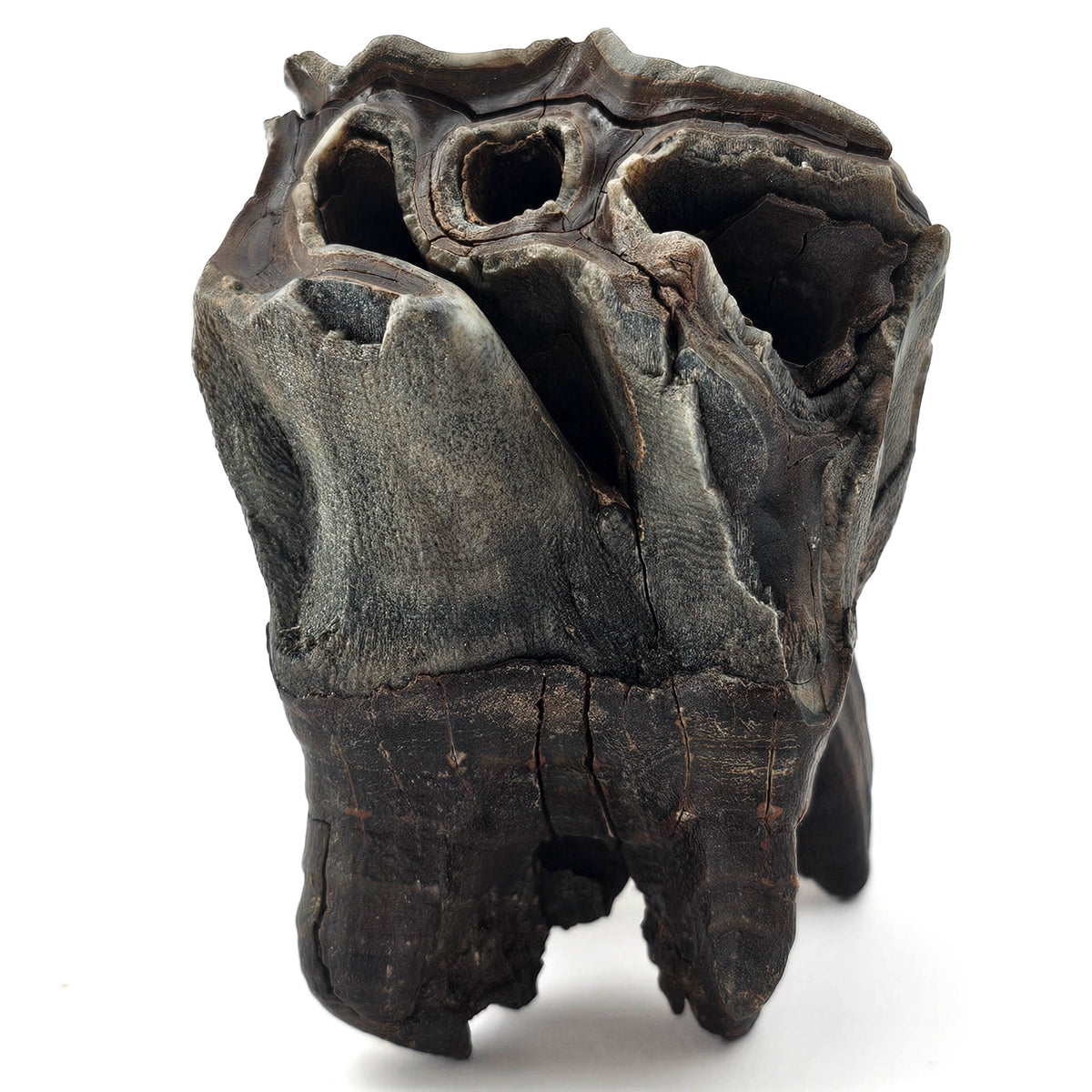Woolly Rhino Tooth - Fossil Specimen
