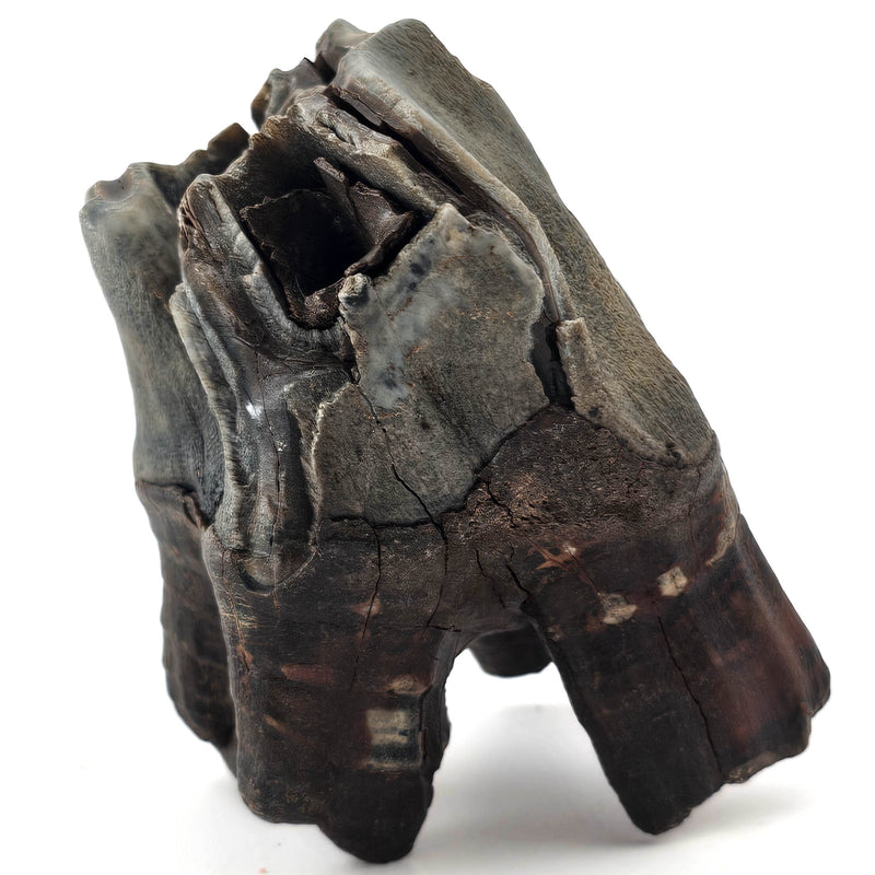 Woolly Rhino Tooth - Fossil Specimen