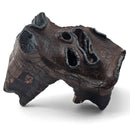 Woolly Rhino Tooth - Fossil Specimen