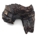 Woolly Rhino Tooth - Fossil Specimen