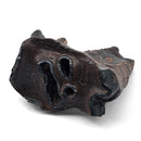 Woolly Rhino Tooth - Fossil Specimen